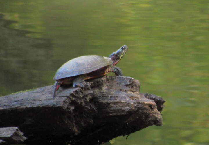 Midland Painted Turtle